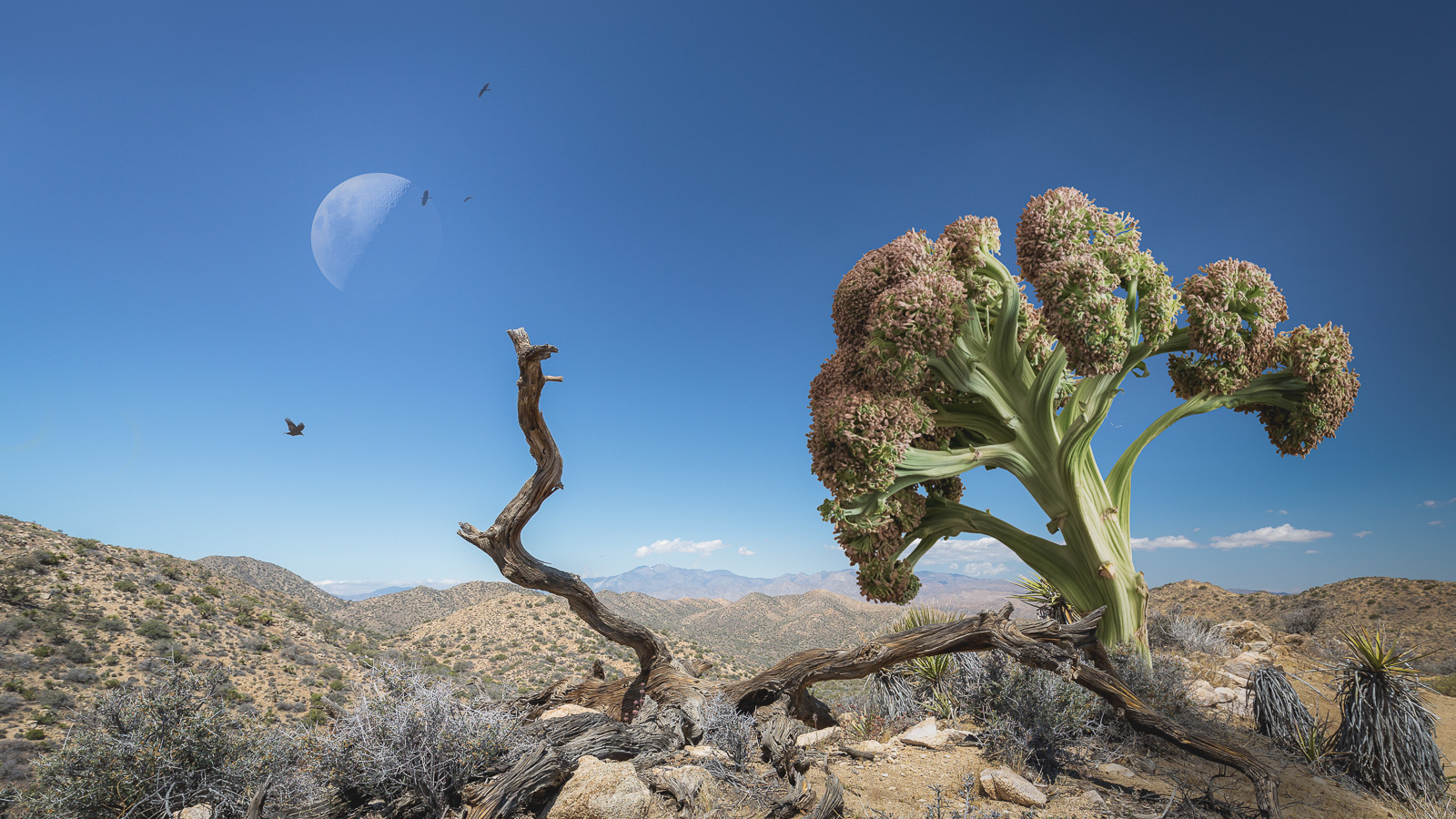 Broccoli desert