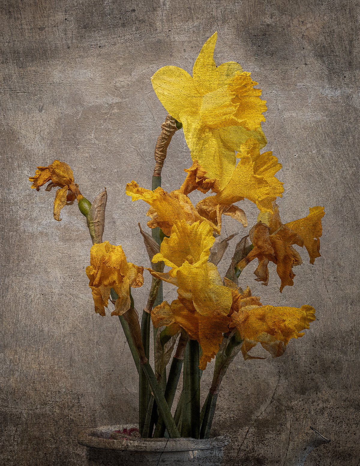 Fading Daffodils