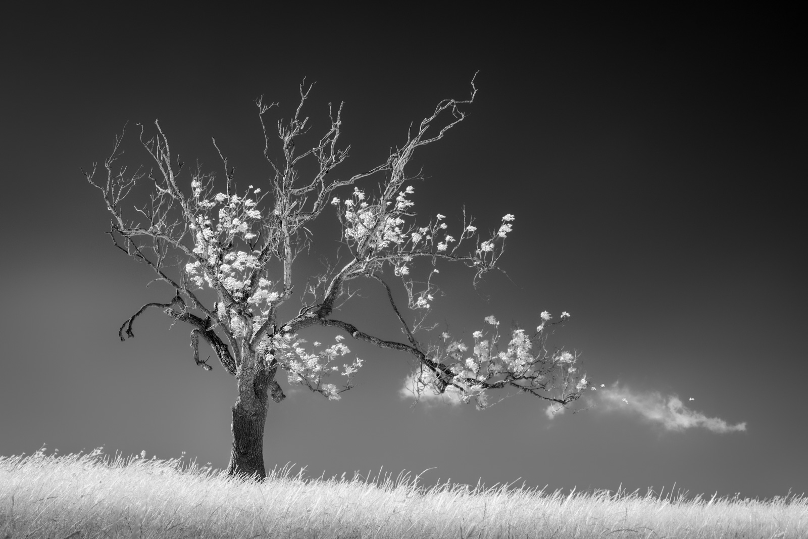infrared-tree